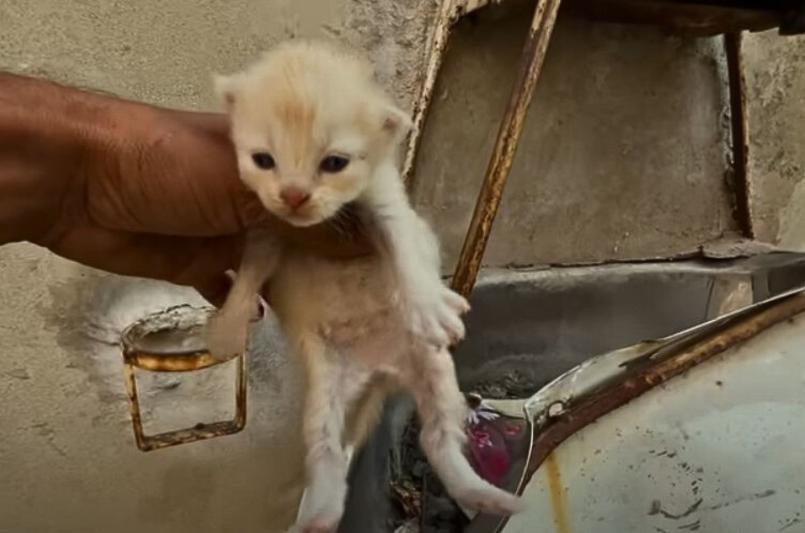 a man carrying a kitten in hand