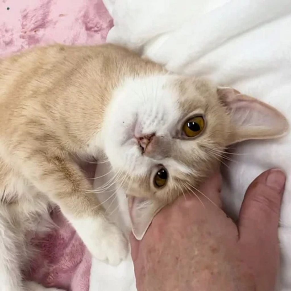 a man petting a cat