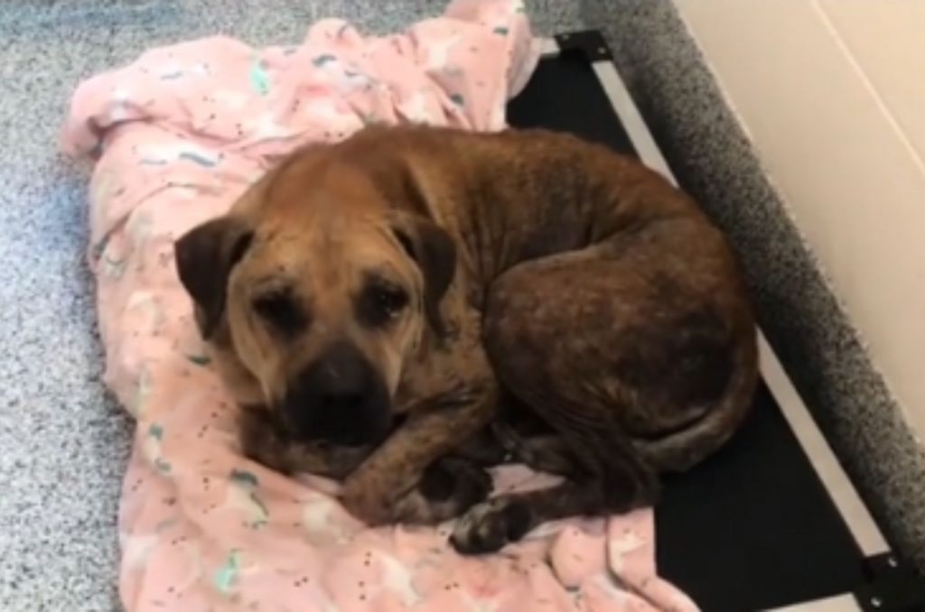 a sad dog is lying on a pink blanket