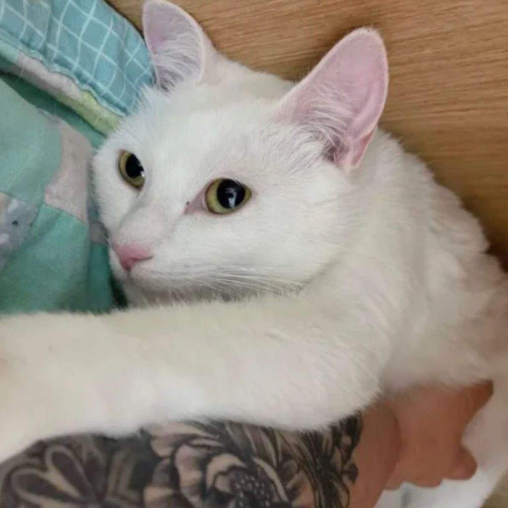 a white cat in the arms of a woman