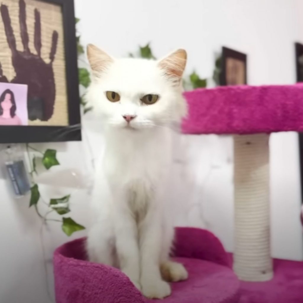 a white cat is sitting on a pink scratching post