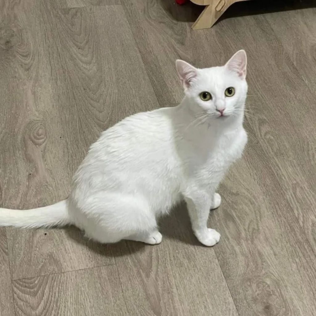 a white cat sits on the laminate