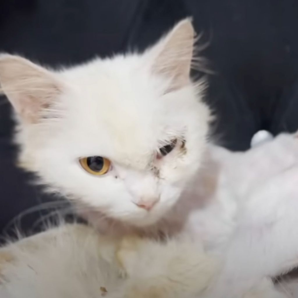 a white cat with a sick eye