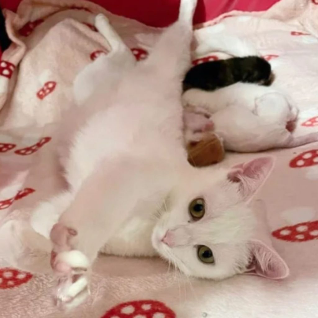 a white mother cat lies on the bed and kittens next to her