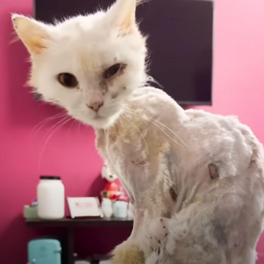 a white sick cat is sitting and looking at the camera