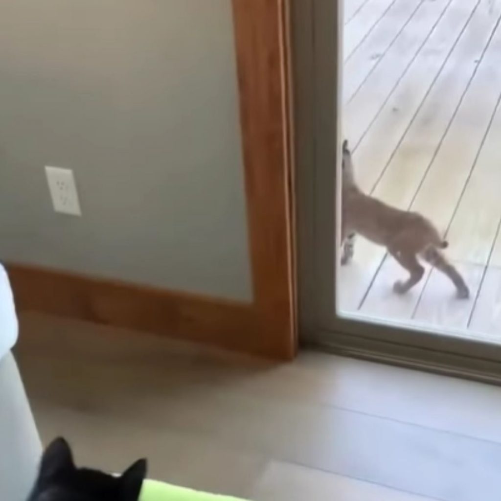 a wild lynx runs by the window