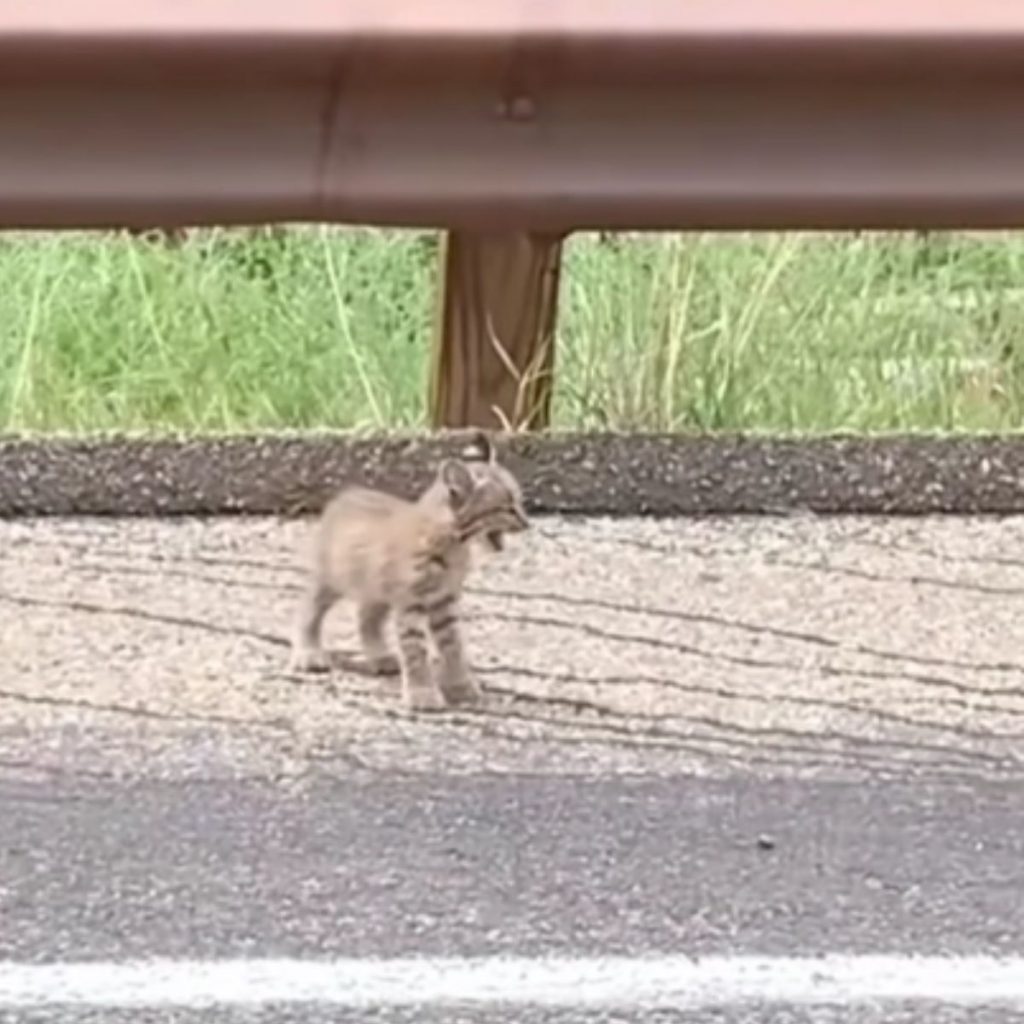 a wild lynx stands on the road