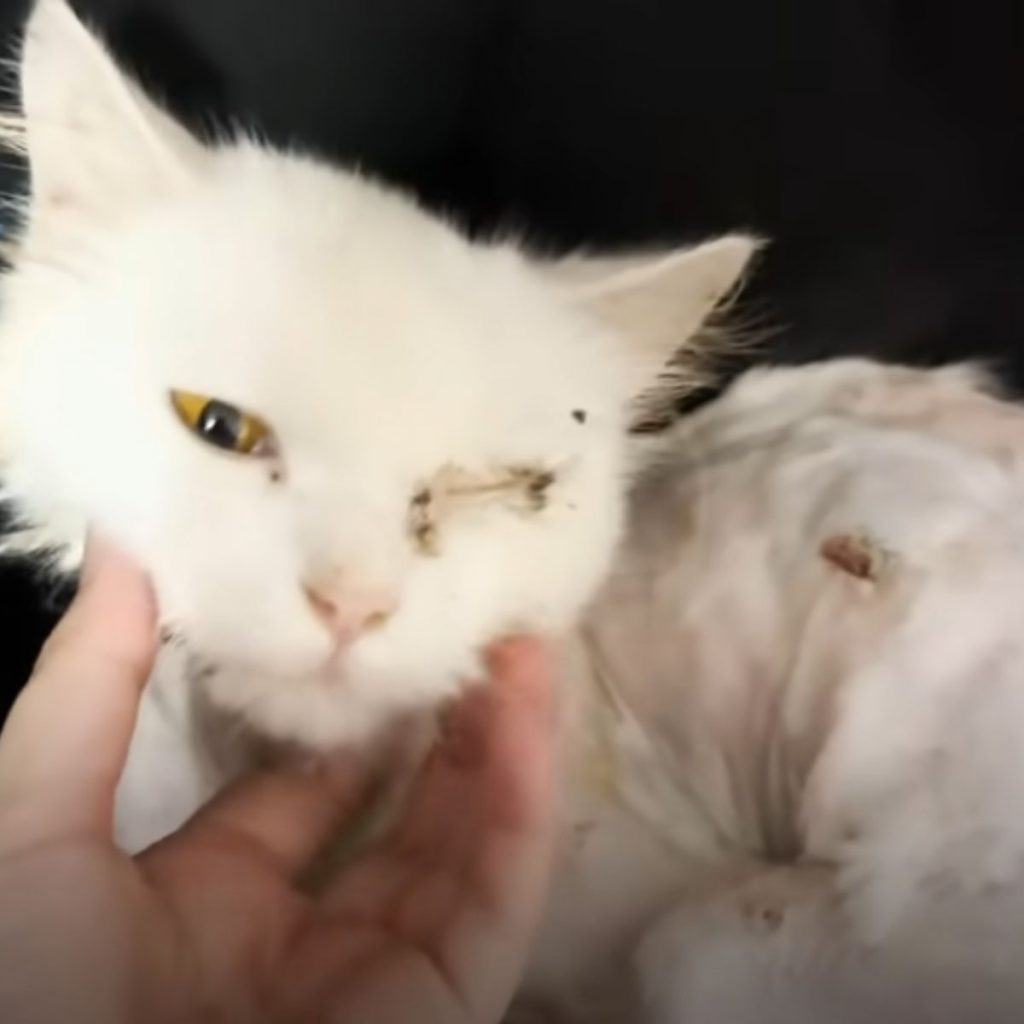 a woman caresses a sick cat