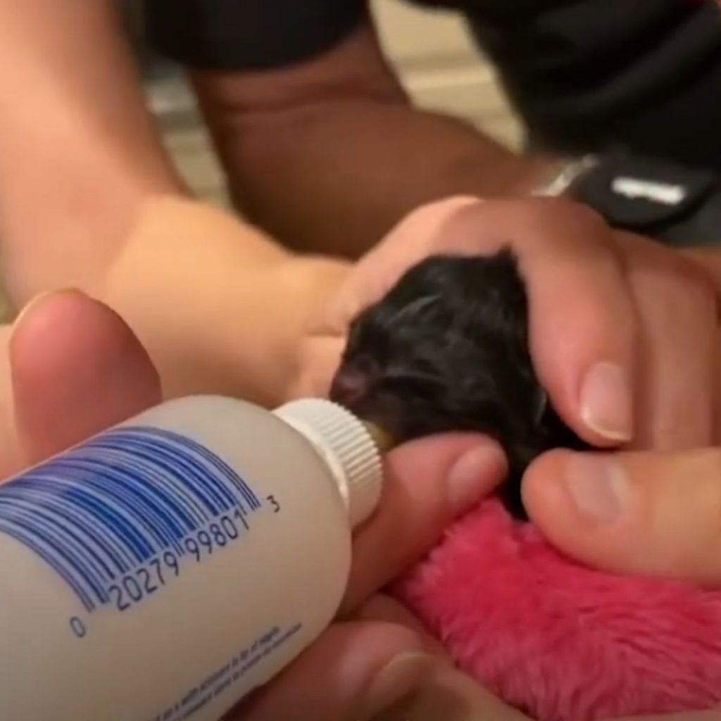 a woman is feeding a kitten a bottle