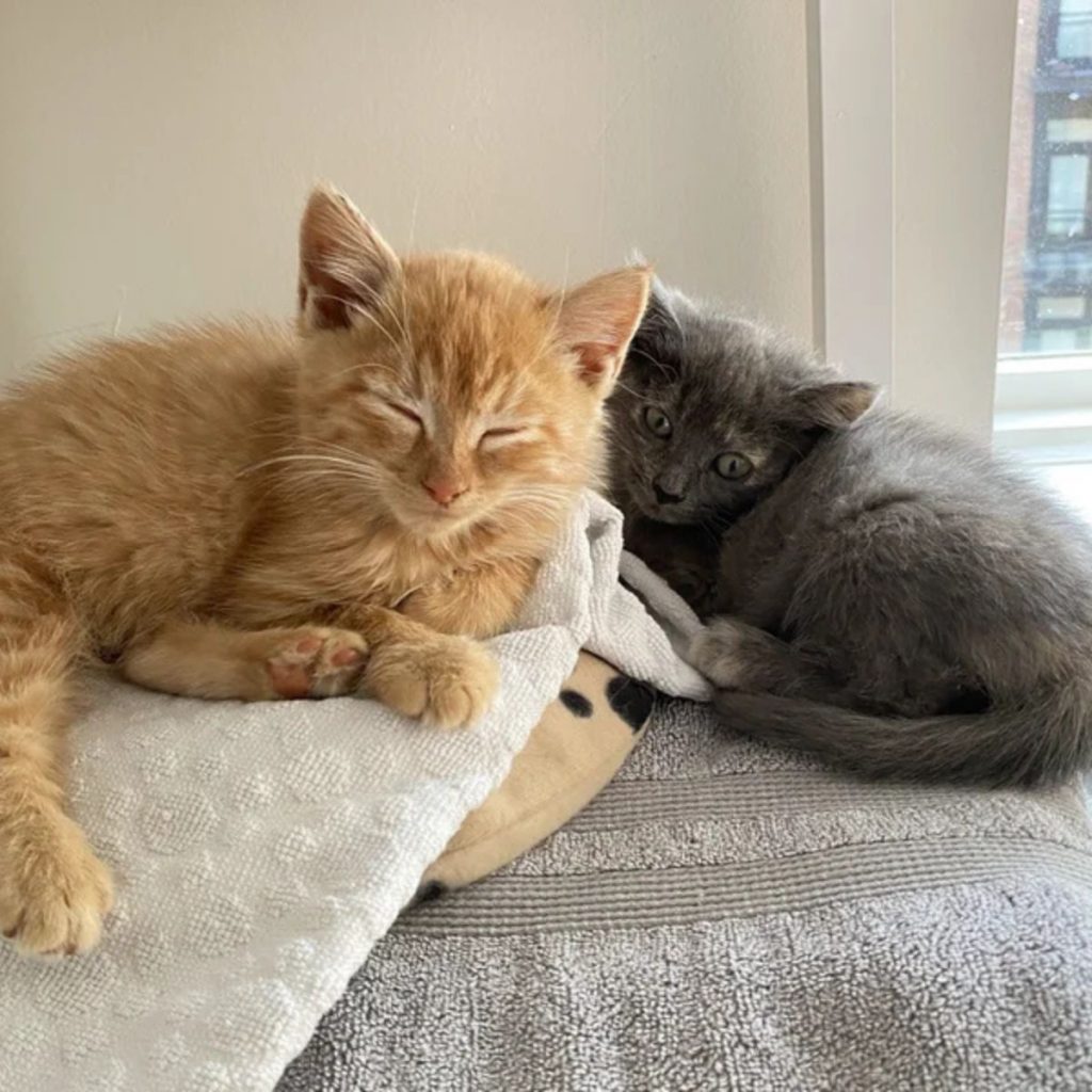 a yellow and a gray kitten lying next to each other