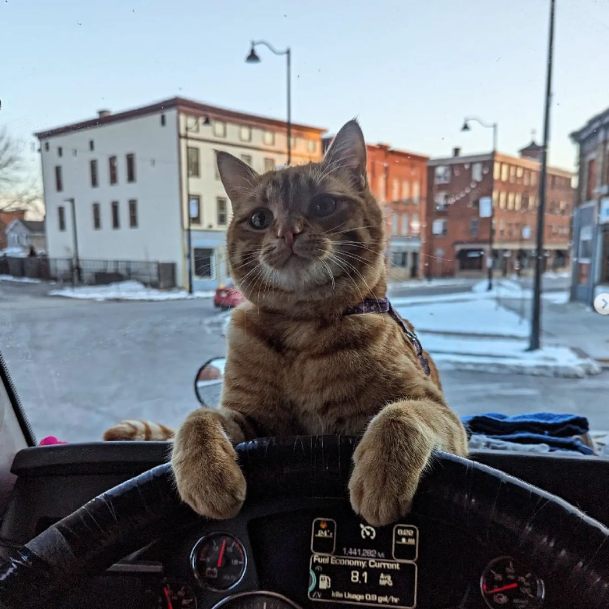 adorable ginger cat