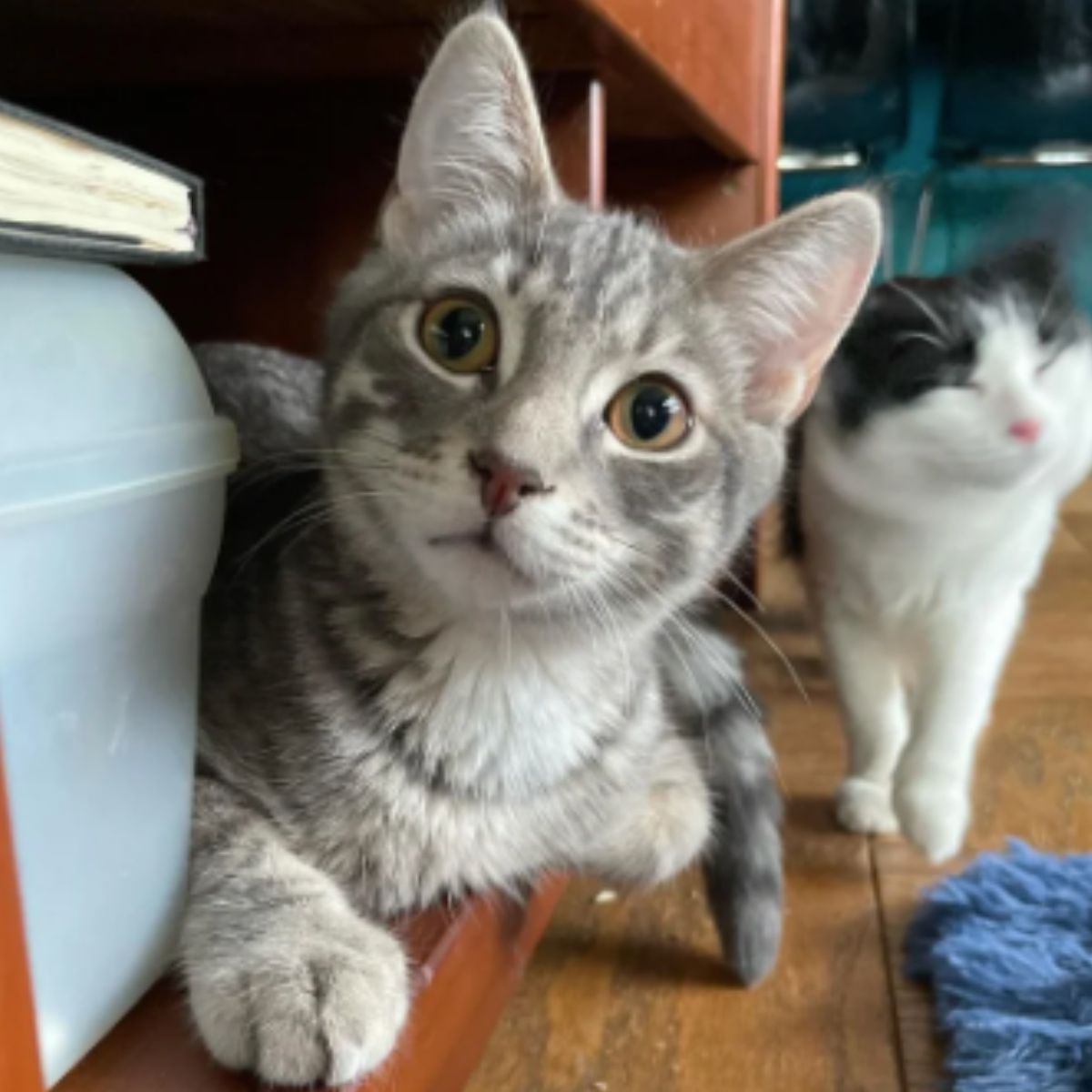 adorable gray cat