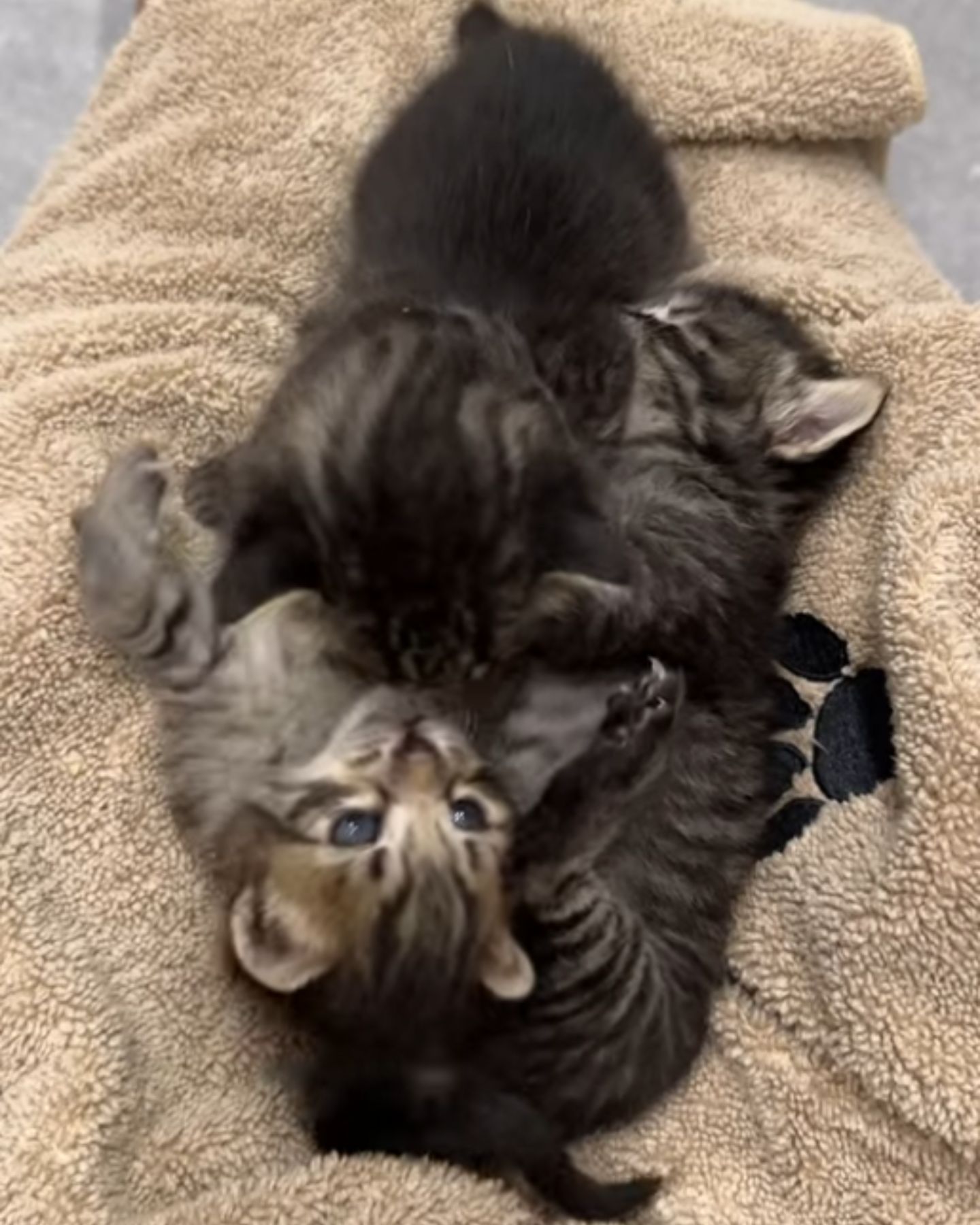 adorable kittens playing