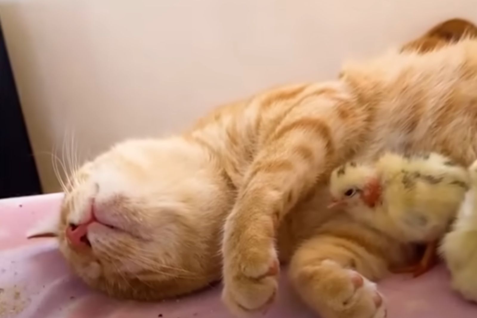 baby chicken snuggled up with cat