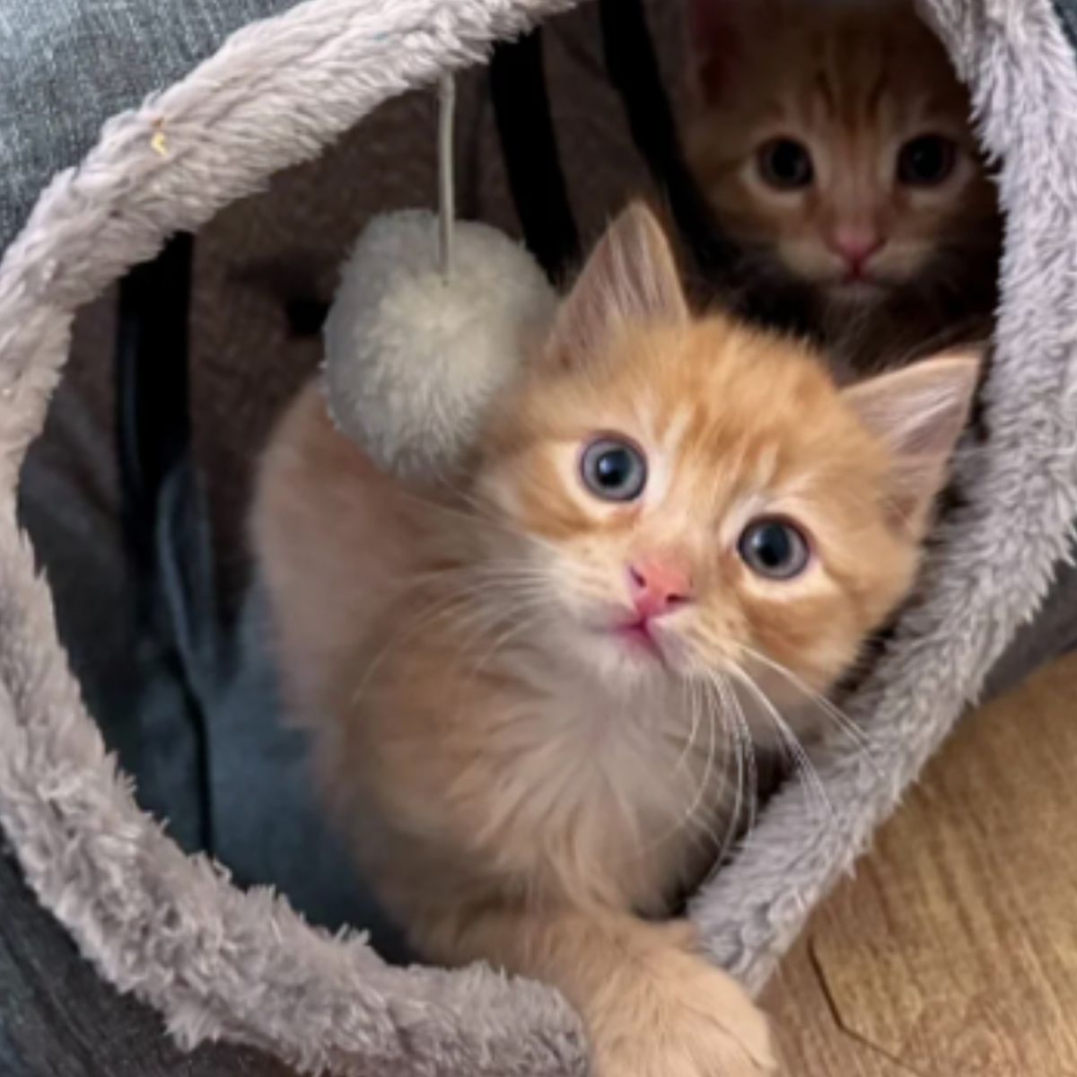 beautiful ginger kittens