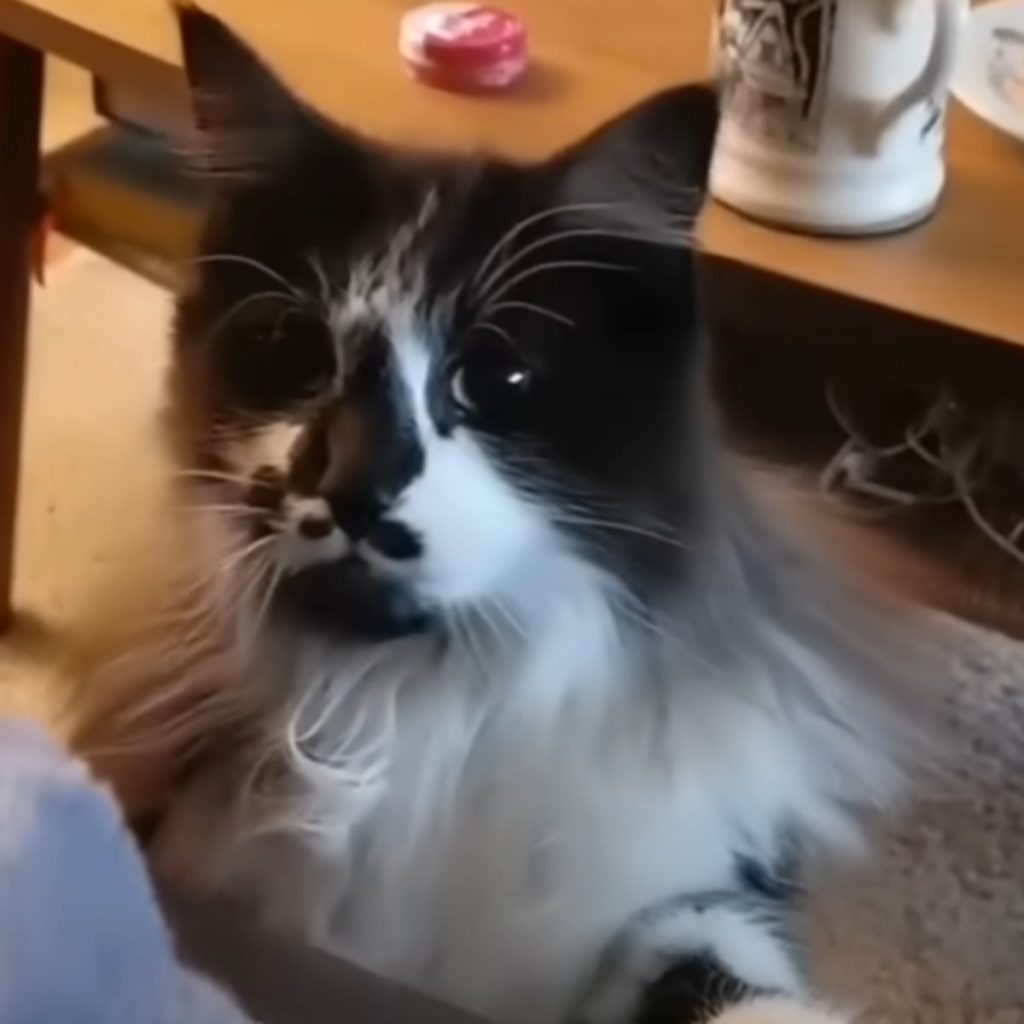 black and white cat climbs onto the couch