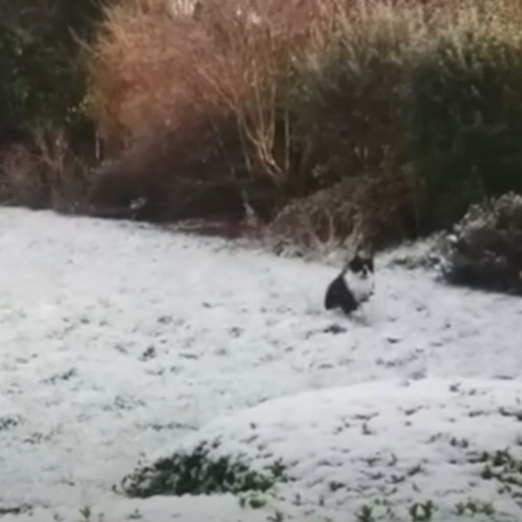 black and white cat running in the snow