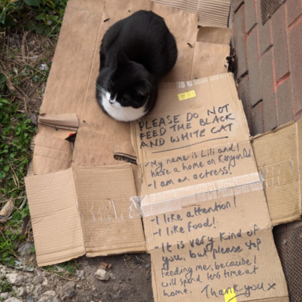 black and white cat sits on cardboard next to written messages