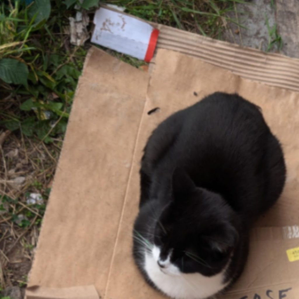 black and white cat sitting on cardboard