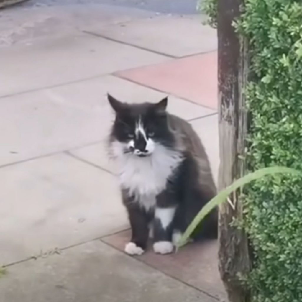 black and white cat sitting sad on the sidewalk