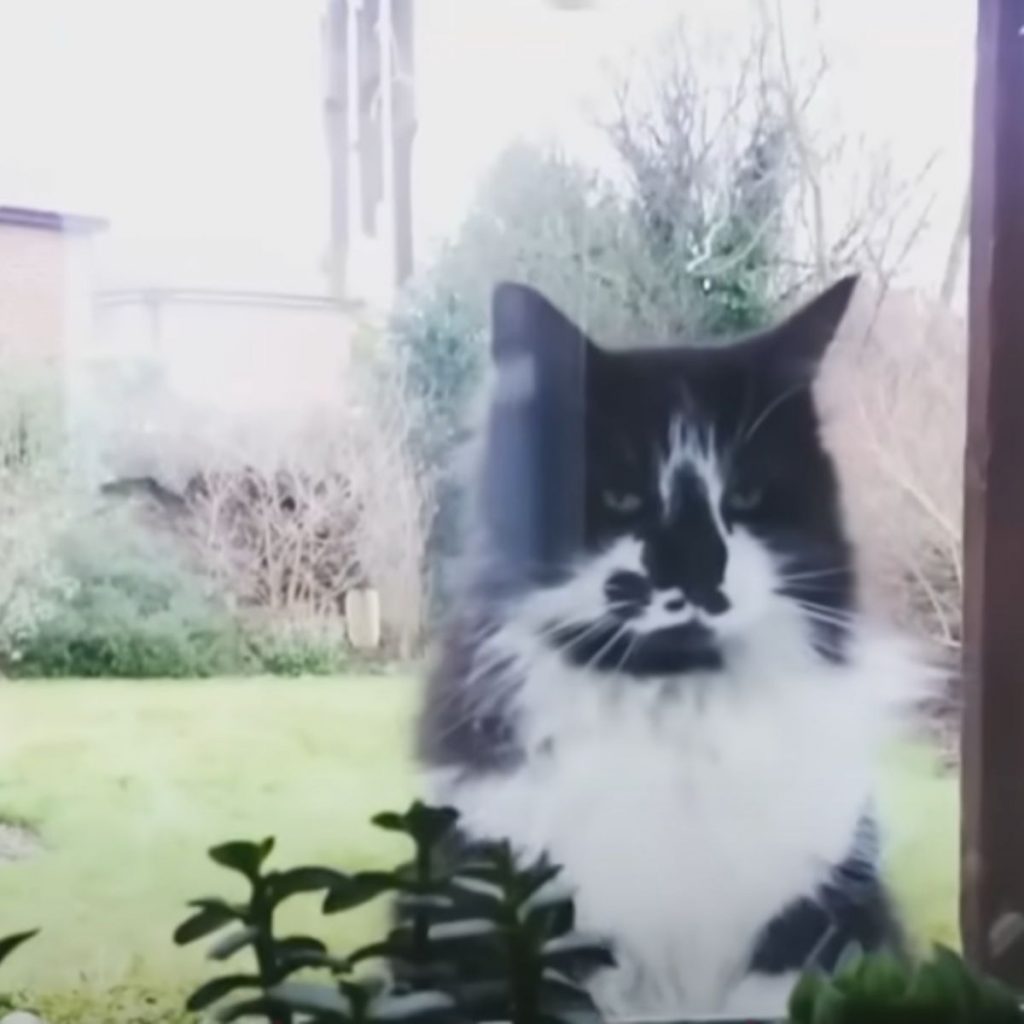 black and white cat standing by the window