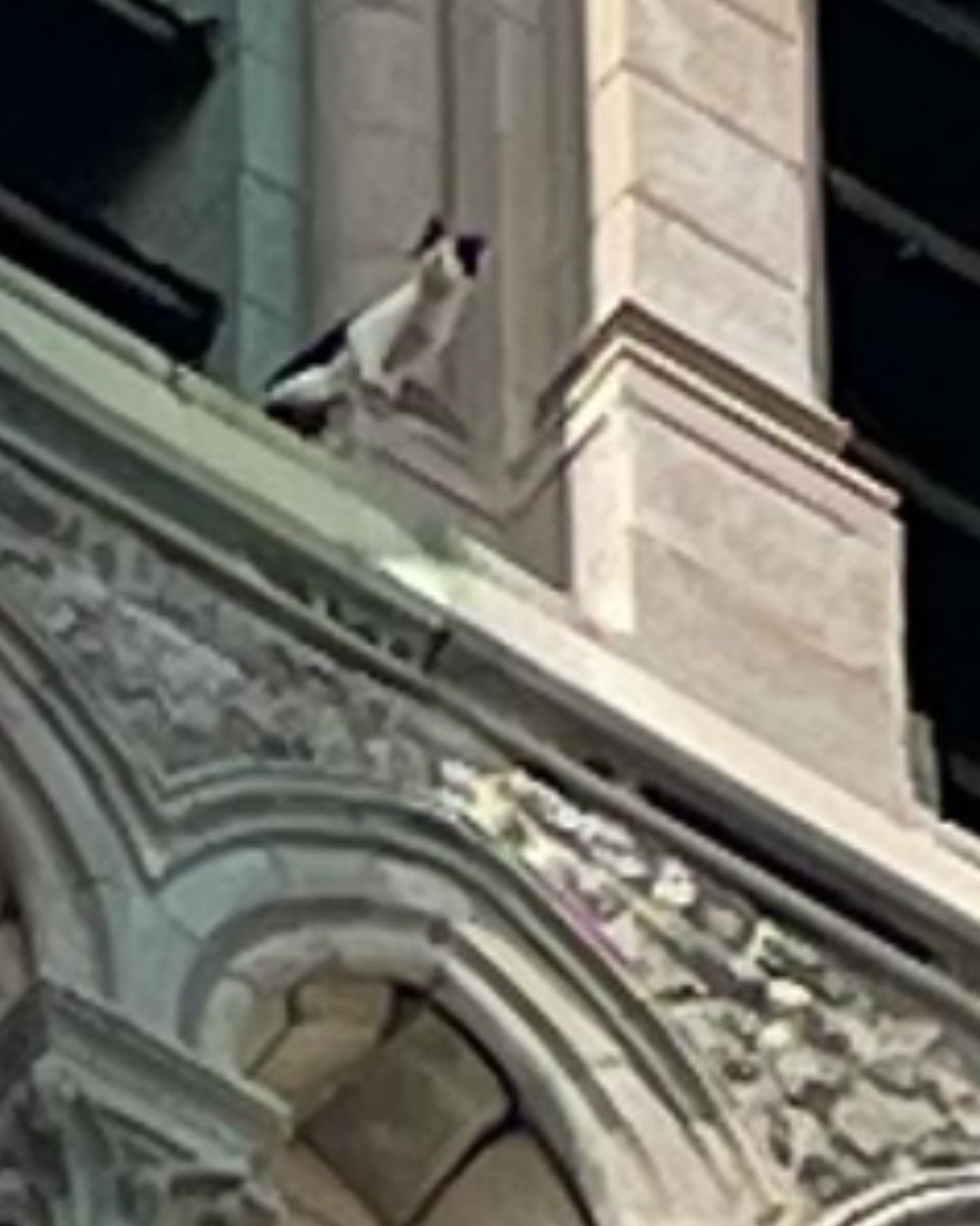 black and white cat stuck on a building