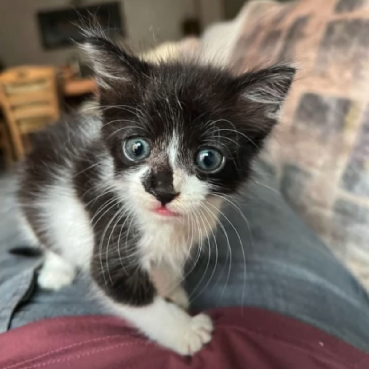 black and white kitten