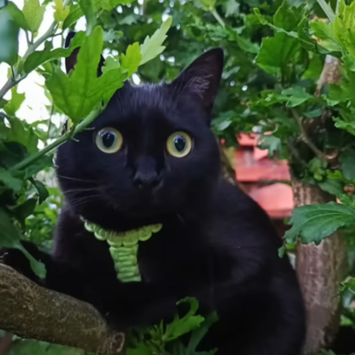 black cat in a tree