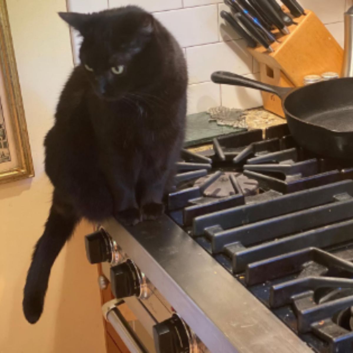 black cat in the kitchen