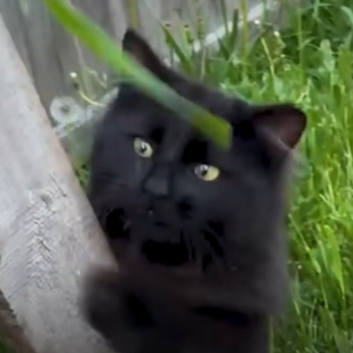 black cat in yard