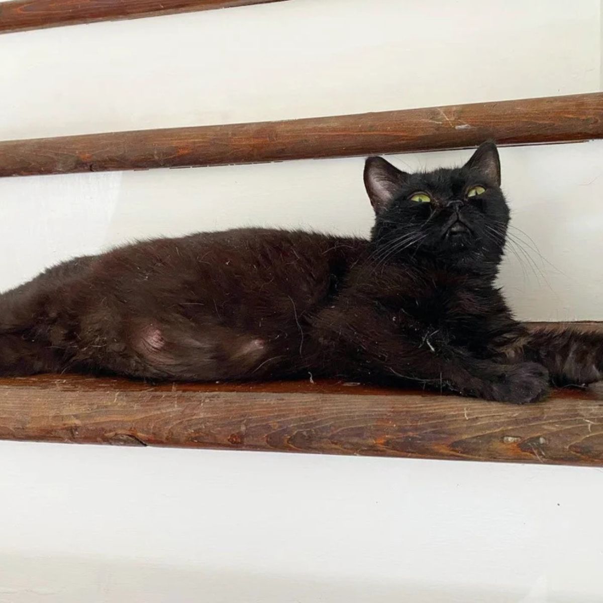 black cat on shelf