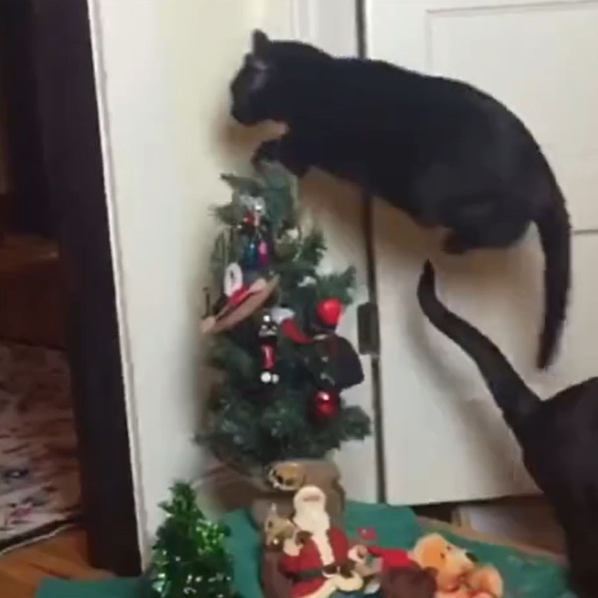 black cat with little christmas tree