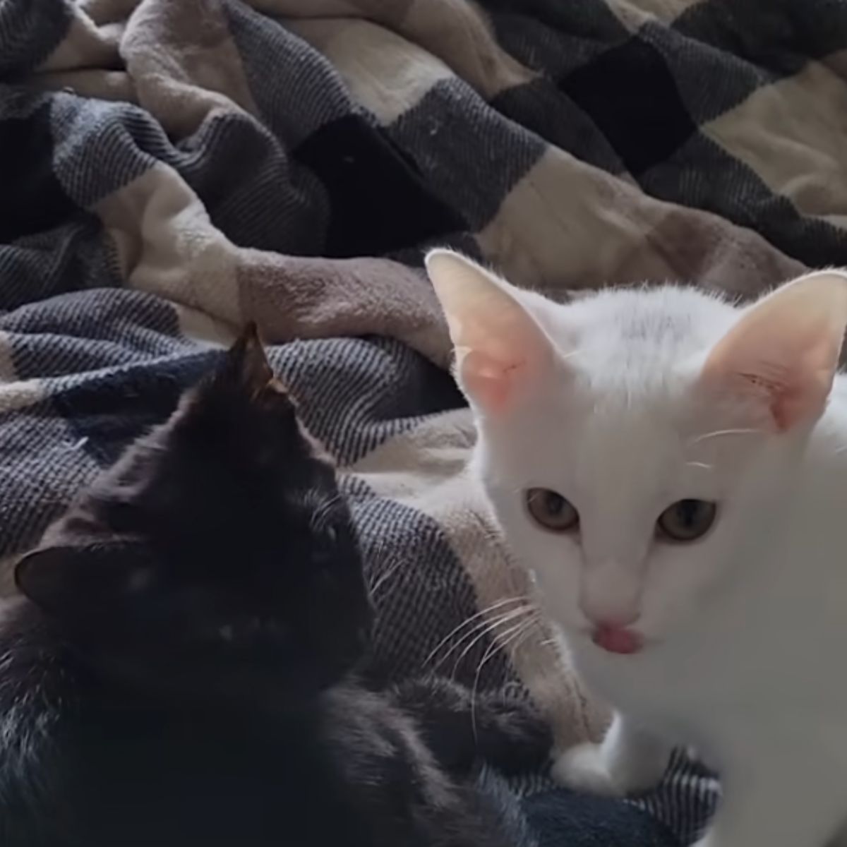 black kitten and white kitten