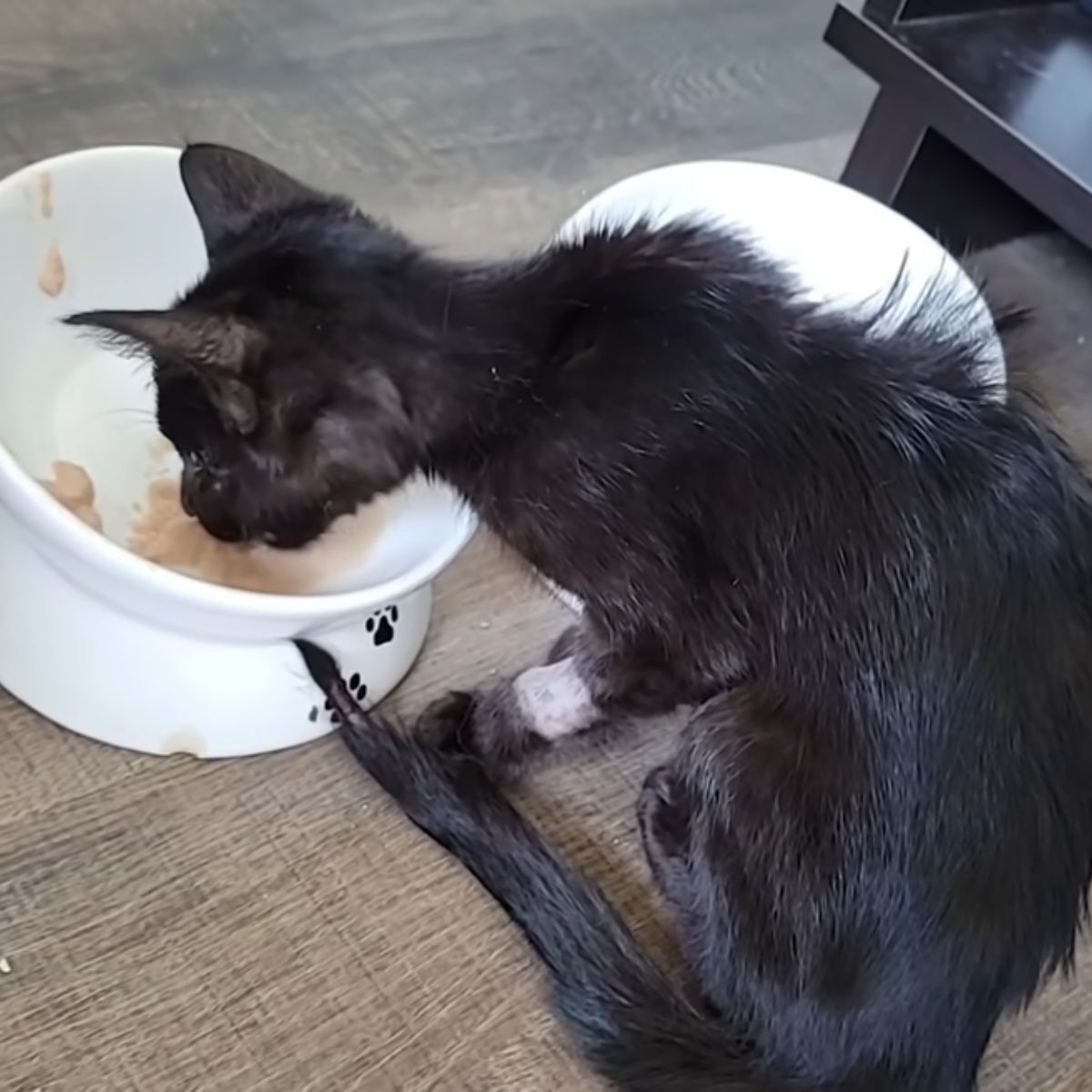 black kitten eating