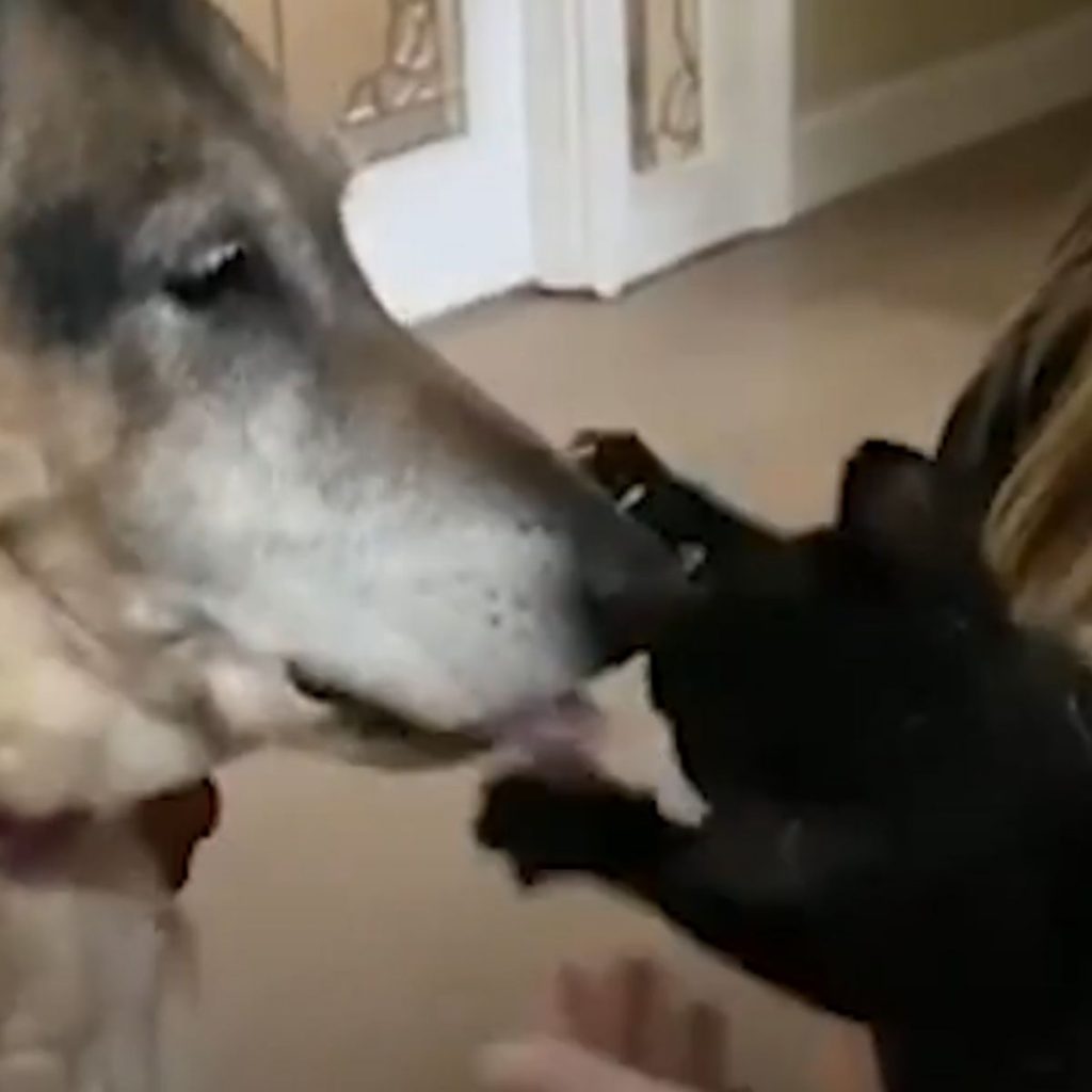 black kitten playing with dog