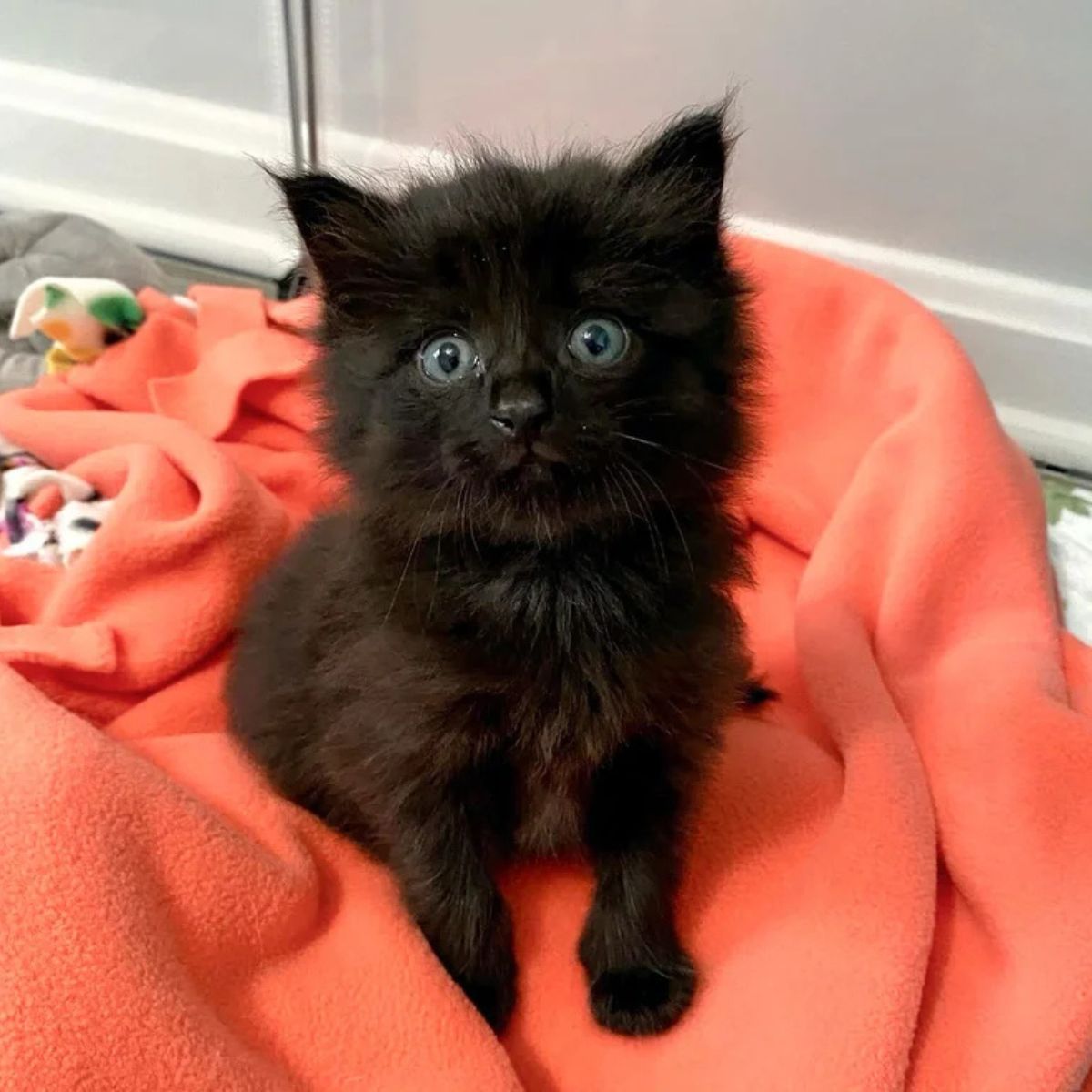 black kitten sitting on a pink blanket