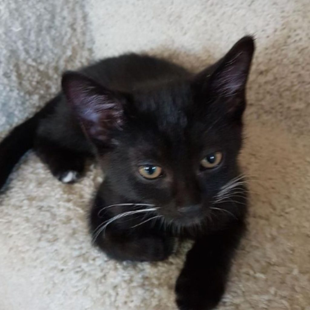 black kitten sitting on the carpet