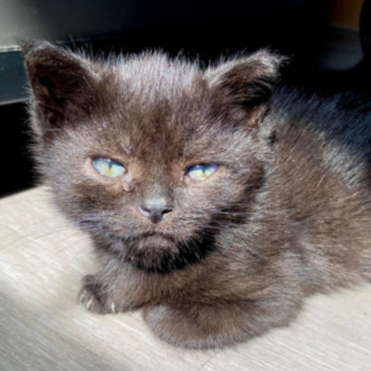 black kitten with blue eyes