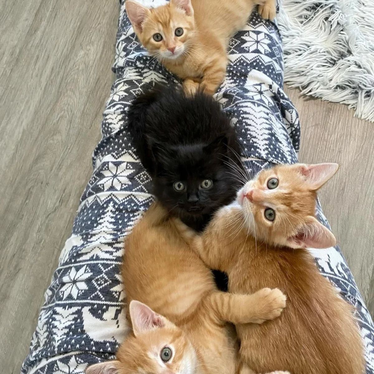 black kitten with orange kittens