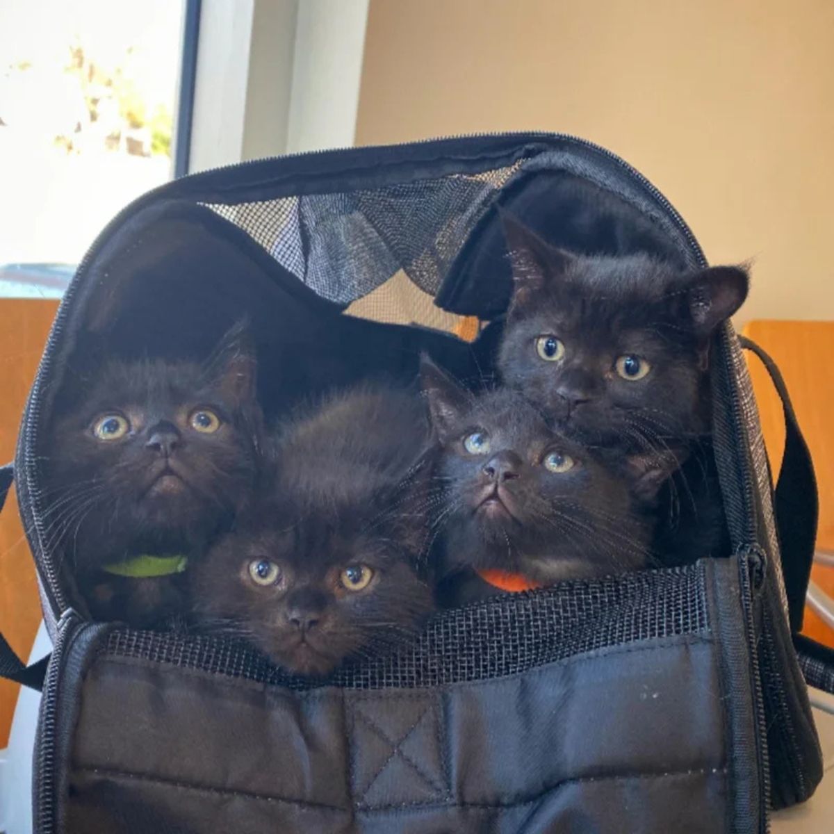 black kittens in bag