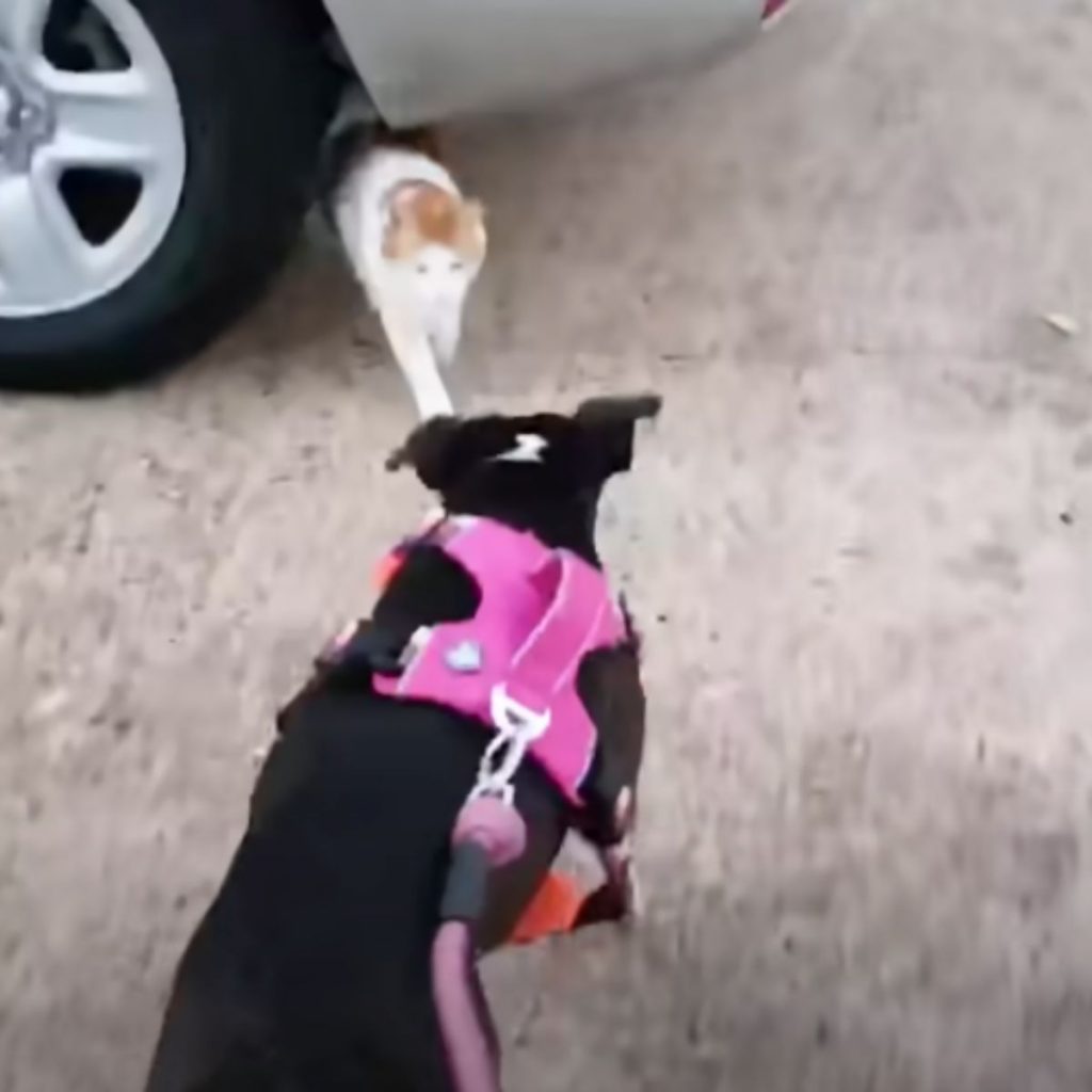 black pit bull approaches cat