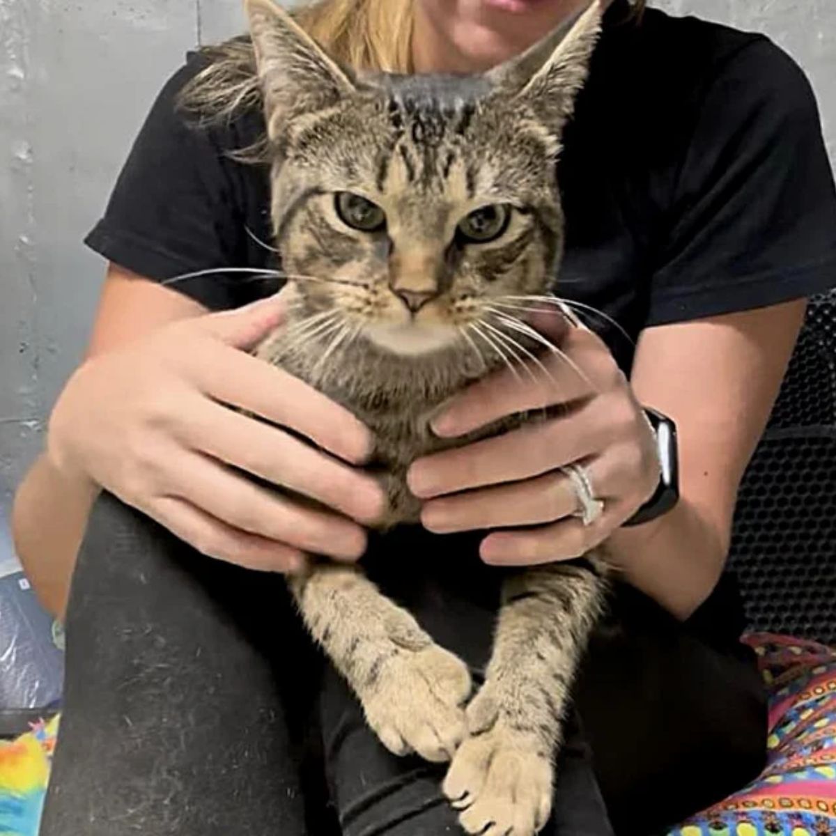 blonde woman and domestic cat