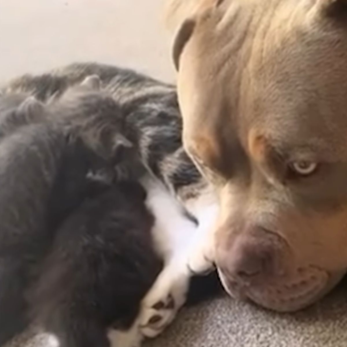 bully dog lying with cat