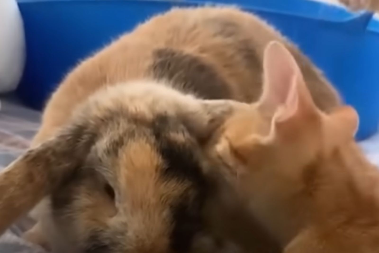 bunny with cat