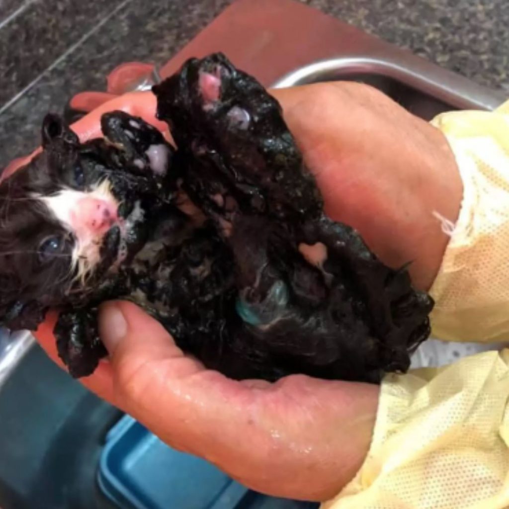 burnt cat in man's hands