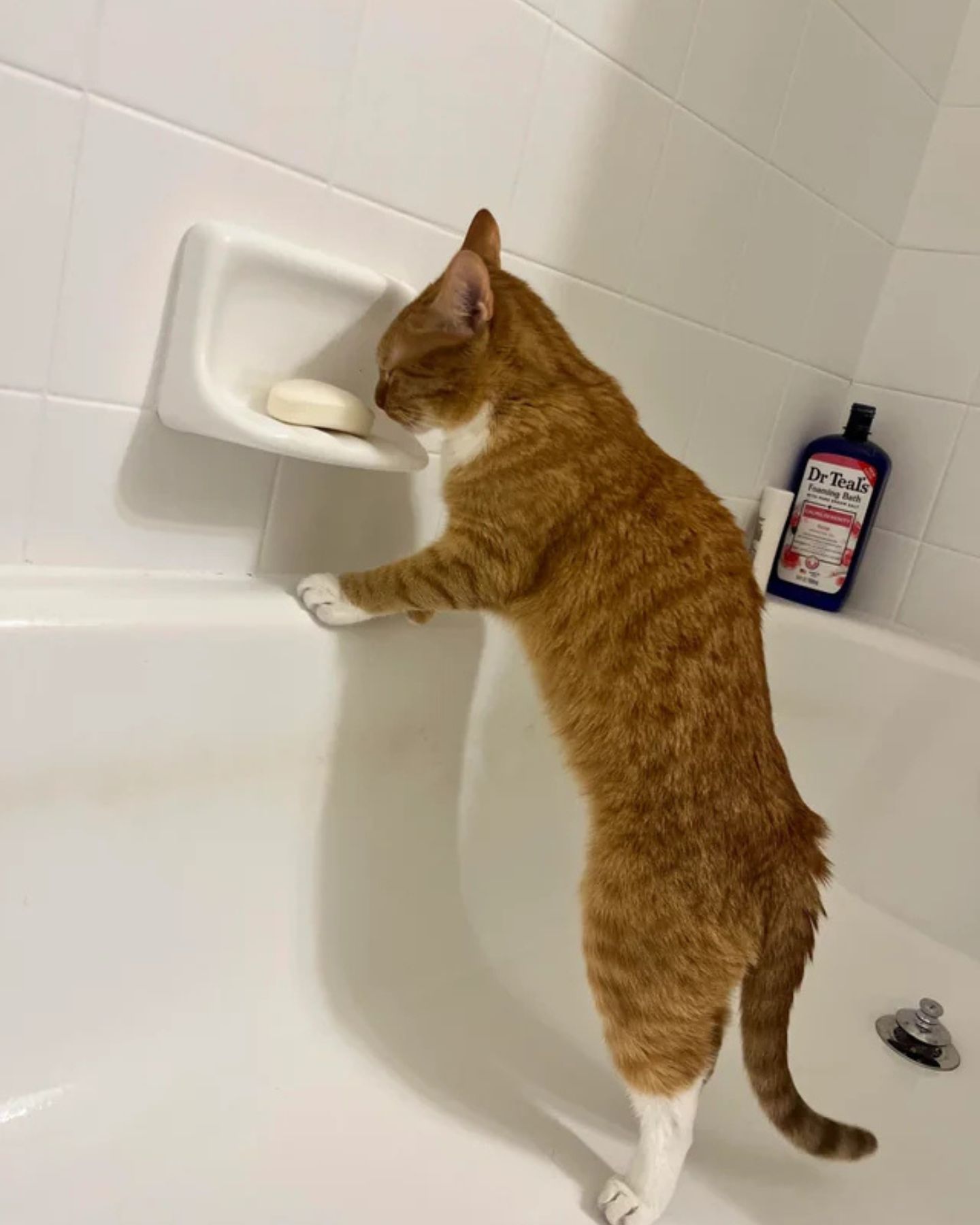 cat above the bath tube smelling soap