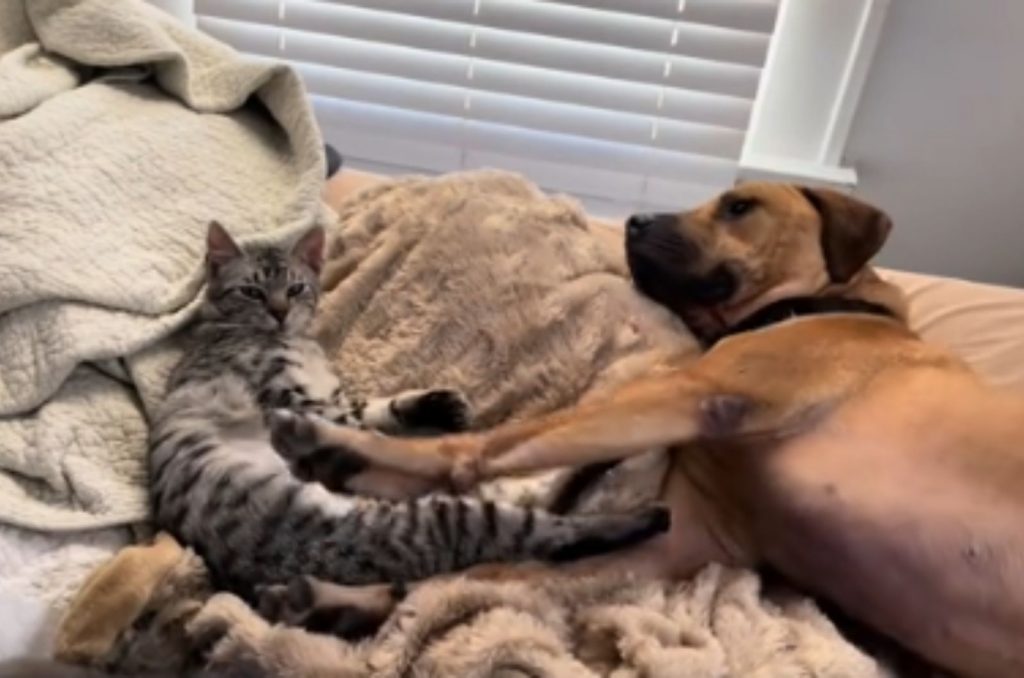 cat and dog on the bed