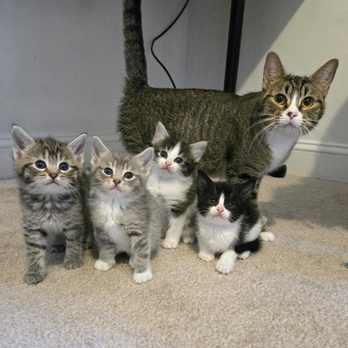 cat and four kittens