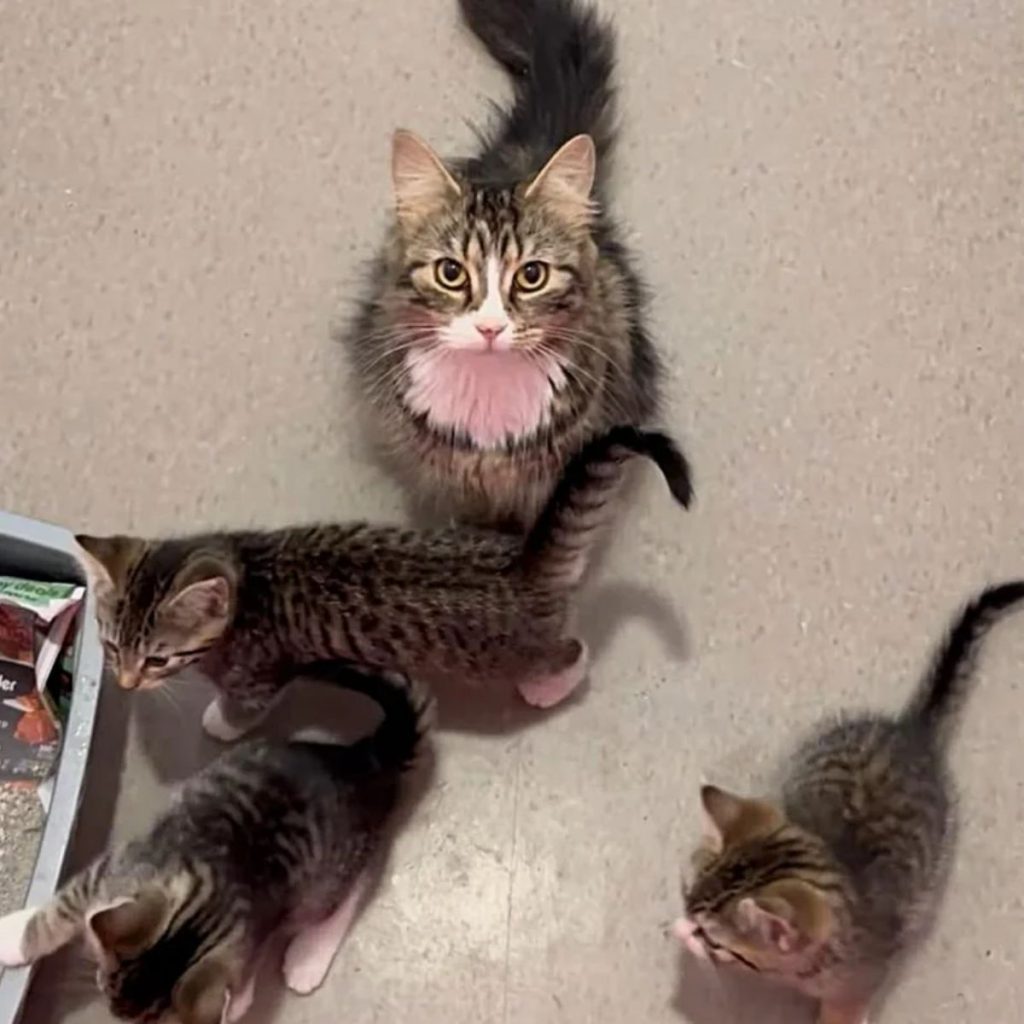 cat and three kittens