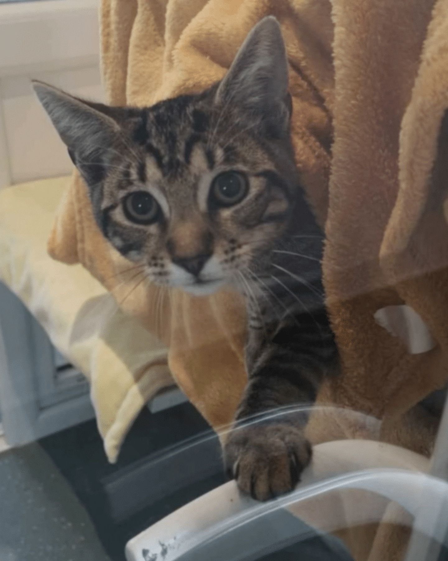 cat behind the glass